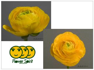 Ranunculus Super Yellow.jpg